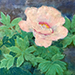 Nobuyoshi Watanabe Gallery